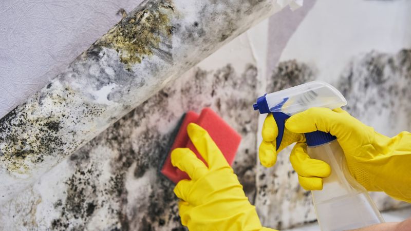 Black Mold Remediation in Dallas, TX