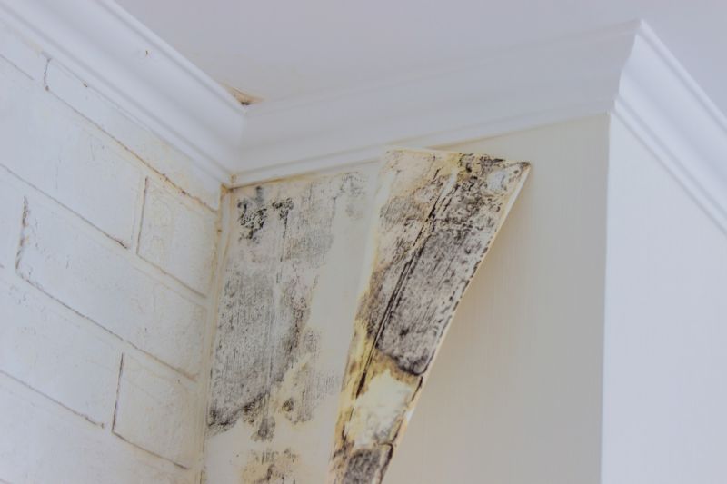 Mold Cleanup Service in Bergen County, NJ